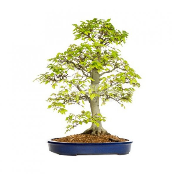 Bodur Hambeles Ağacı Bonzai Ağacı Ekim Seti 5 Tohum Saksı+Toprak - 2