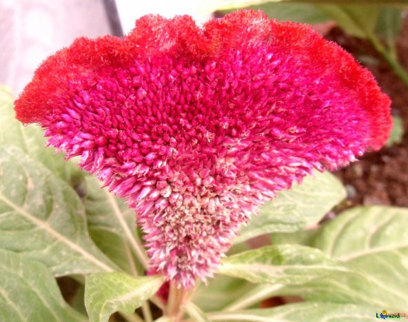 Celosia Horozibiği Çiçeği Ekim Seti 5 Tohum Horoz +Saksı+Topra - 2