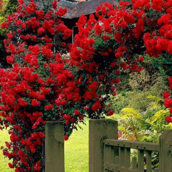 Kırmızı Sarmaşık Gül Tohumu Ekim Seti 5 Tohum + Saksı + Toprak - 2