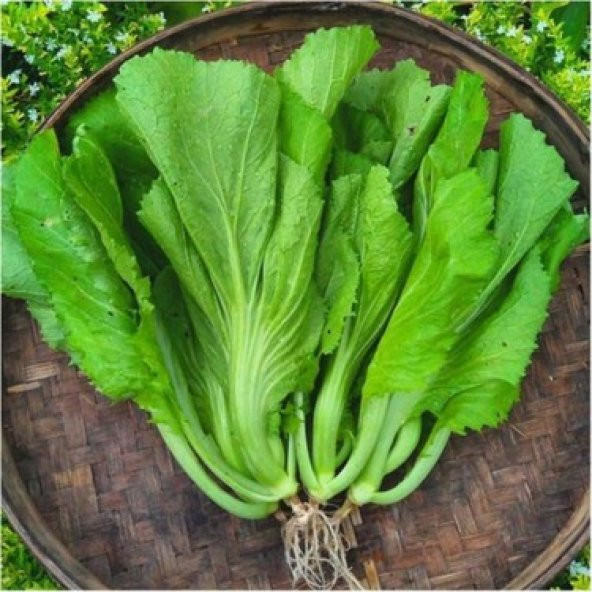 Nadir İthal Çin Hardalı Tohumu 20 Tohum Hardal Tohumu + Süpriz - Resim 2