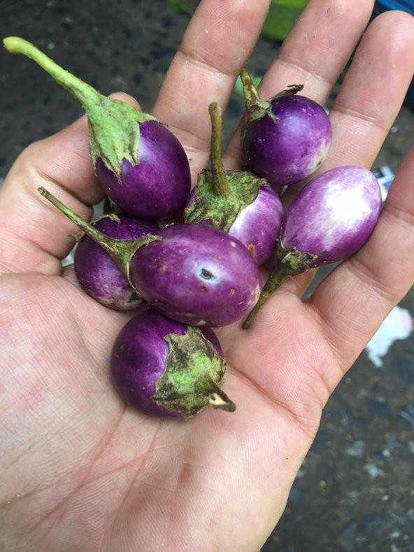 Mini Thailand Dolmalık Patlıcan Tohumu Ekim Seti 5 Tohum +Saksı