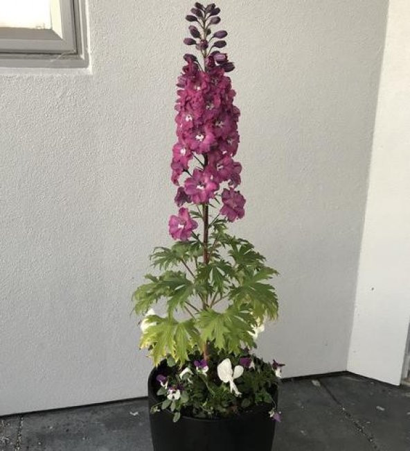 Karışık Hezaren Çiçeği Tohumu 5 Tohum Çiçek Tohumu + Süpriz Hediy - 2