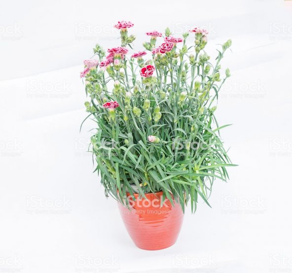 Karışık Garofano Çiçeği Tohumu 5 Tohum Çiçek Tohumu + Süpriz Hedi - 2