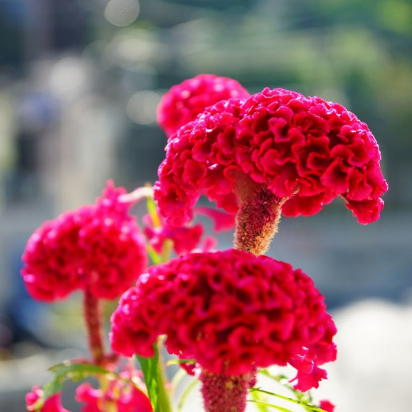 Celosia Horozibiği Çiçeği Ekim Seti 5 Tohum Horoz +Saksı+Topra - 3