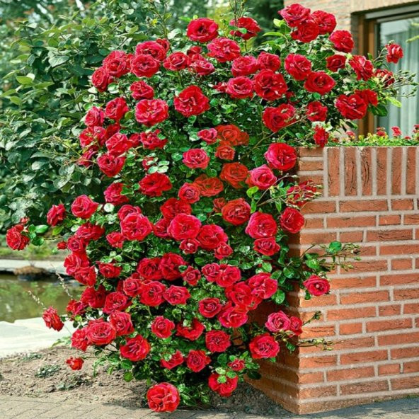 Kırmızı Sarmaşık Gül Tohumu Ekim Seti 5 Tohum + Saksı + Toprak - 3