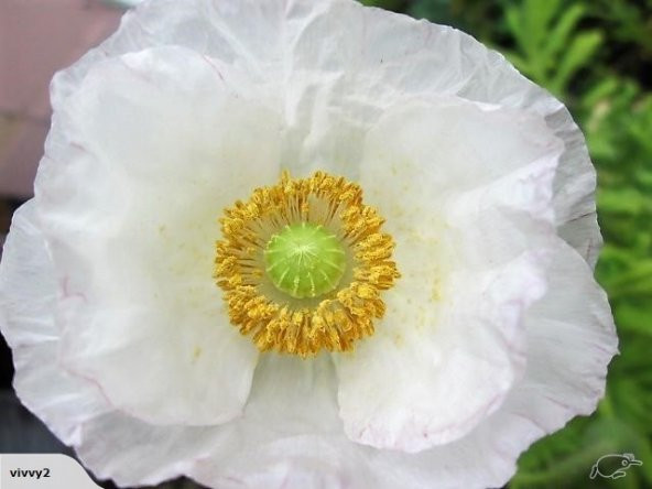 Beyaz Gelincik Çiçeği Tohumu 25 Tohum Çiçek Tohumu + Süpriz - Resim 3