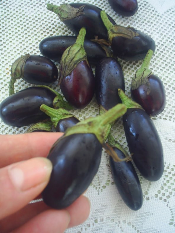 Mini Thailand Dolmalık Patlıcan Tohumu Ekim Seti 5 Tohum +Saksı - 2