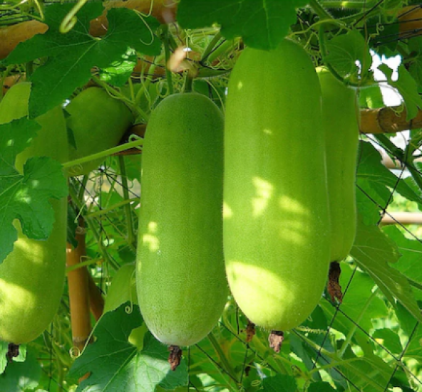 İthal Çin Kavunu Tohumu Ekim Seti 2 Tohum + Saksı + Toprak - 2