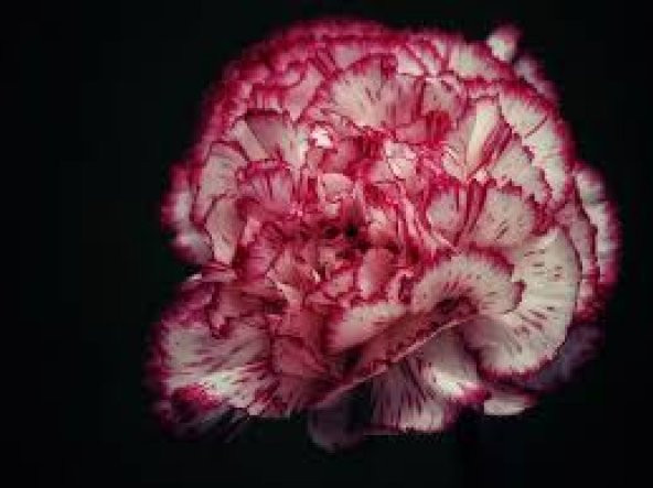 Karışık Garofano Çiçeği Tohumu 5 Tohum Çiçek Tohumu + Süpriz Hedi - 3