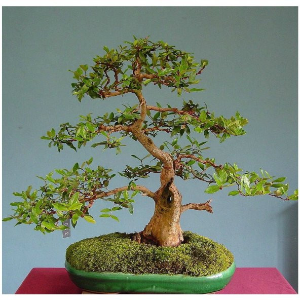 Bodur Hambeles Ağacı Bonzai Ağacı Ekim Seti 5 Tohum Saksı+Toprak - 3