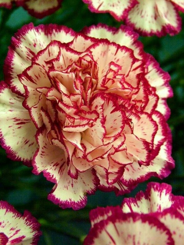 Karışık Garofano Çiçeği Tohumu 5 Tohum Çiçek Tohumu + Süpriz Hedi - 4