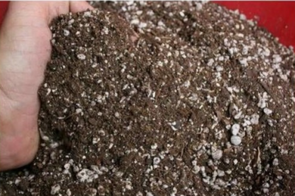 İthal Yeşil İncir Bonzai Ağacı Tohumu Ekim Seti 5 Tohum +Saksı+To - 5