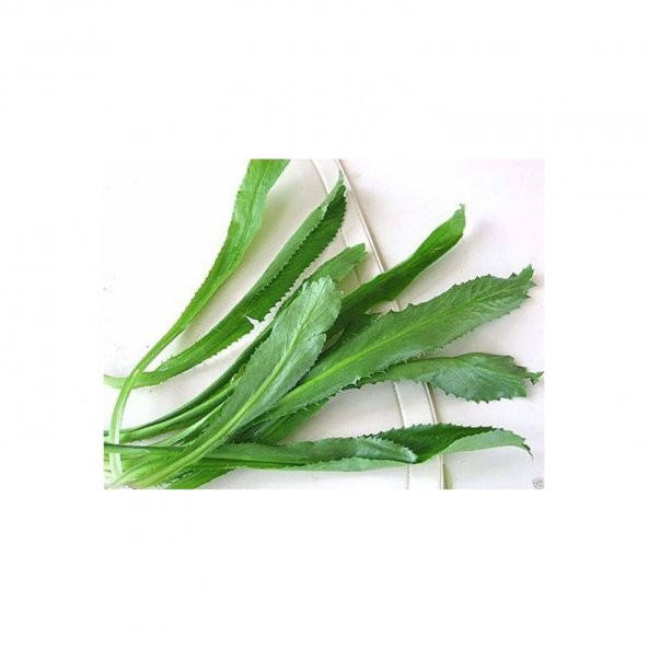 Nadir Çin Kişniş Tohumu 20 Tohum + Süpriz Hediye Tohum - Resim 3