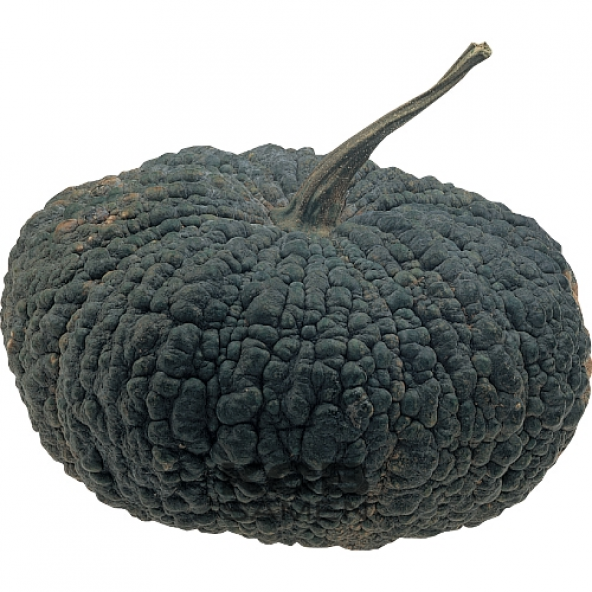 Nadir İthal İri Thailand Bal Kabağı Tohumu 5 Tohum Kabak Tohumu - 2