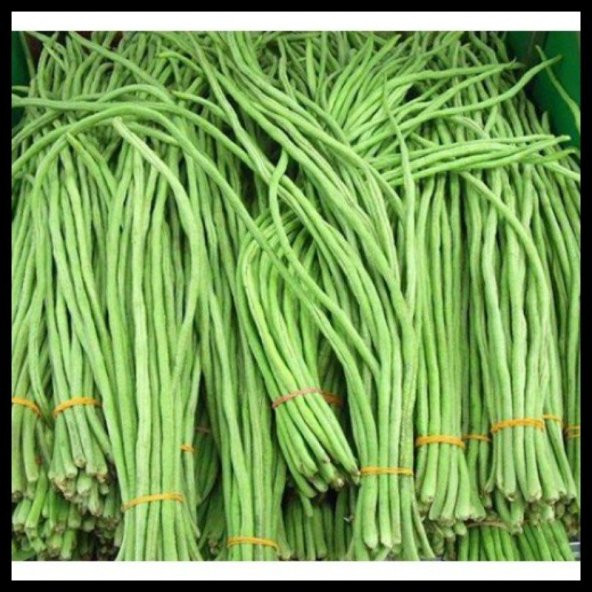 İthal Uzun Çin Fasulyesi Tohumu 3 Fasülye Tohumu + Süpriz Hediye - Resim 3