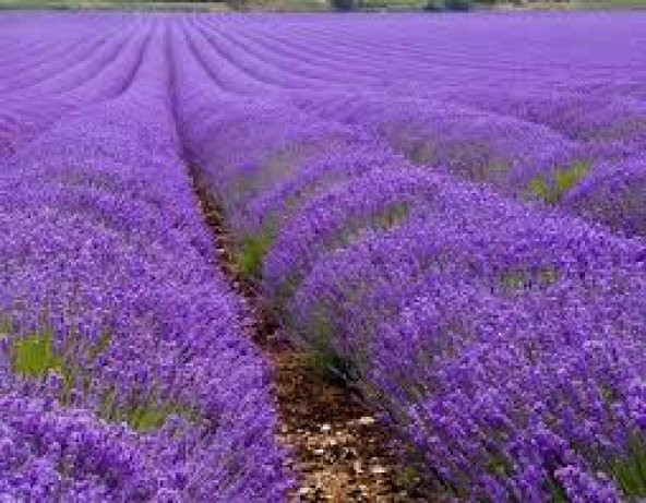 Nadir İthal Mis Kokulu İngiliz Lavanta Çiçeği Tohumu 20 Tohum - 3