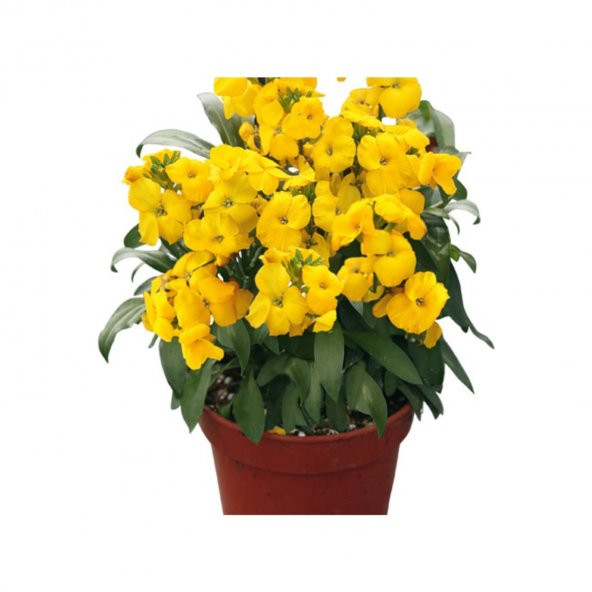 Sarı Şebboy Çiçeği Tohumu Ekim Seti 10 Tohum + Saksı+Toprak