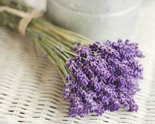 Nadir İthal Mis Kokulu İngiliz Lavanta Çiçeği Tohumu 20 Tohum - 4