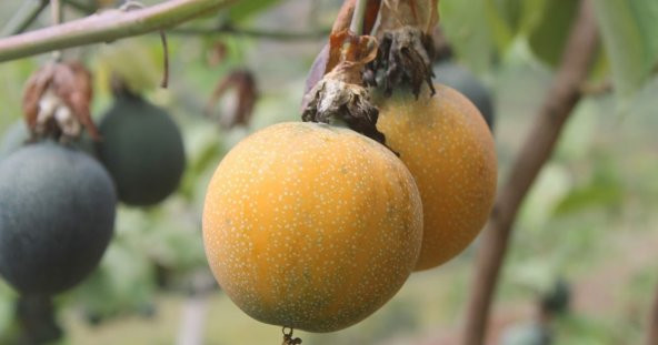 Tropikal Granadilla Tohumu 3 Tohum + Süpriz Hediye Tohum - Resim 2