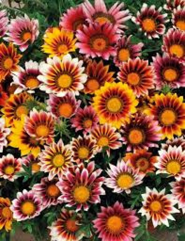 Meramlı Kız Çiçeği Tohumu Ekim Seti 5 Tohum + Saksı + Toprak - 3