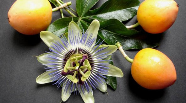 Tropikal Granadilla Tohumu 3 Tohum + Süpriz Hediye Tohum - Resim 3