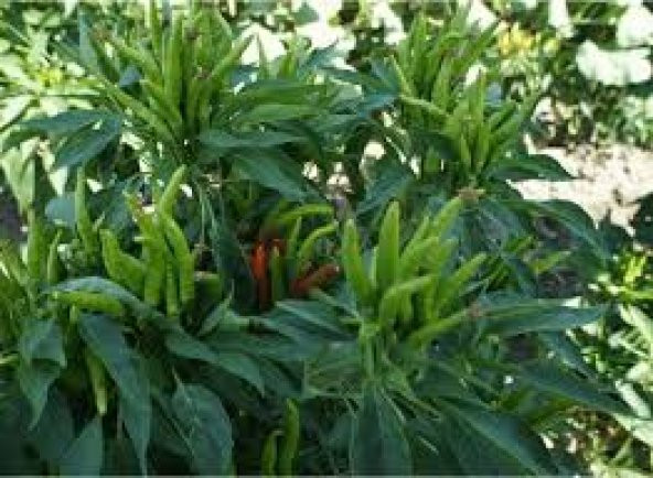 Yeşil Cin Süs Biberi Tohumu Ekim Seti 25 Tohum + Saksı+Toprak - 3