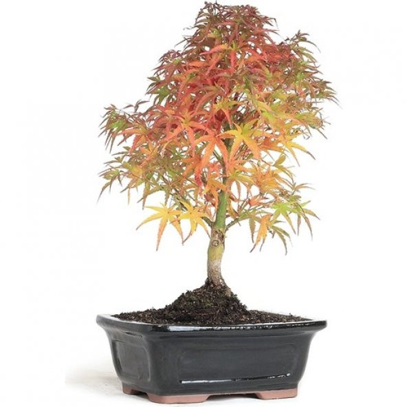 Bodur Japon Acer Platum Bonzai Ağacı Ekim Seti +Saksı+Toprak+Tohu