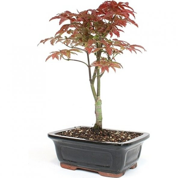 Bodur Japon Acer Platum Bonzai Ağacı Tohumu + Süpriz Bonsai Tohum - 2