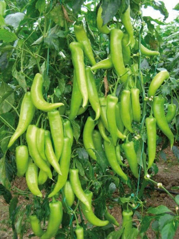 Tatlı Çarliston Biber Tohumu Ekim Seti 20 Tohum +Saksı +Toprak - 2
