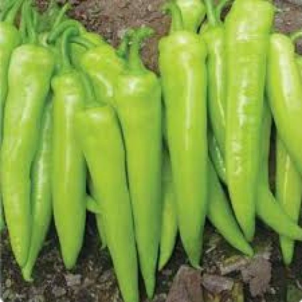 Tatlı Çarliston Biber Tohumu Ekim Seti 20 Tohum +Saksı +Toprak - 4