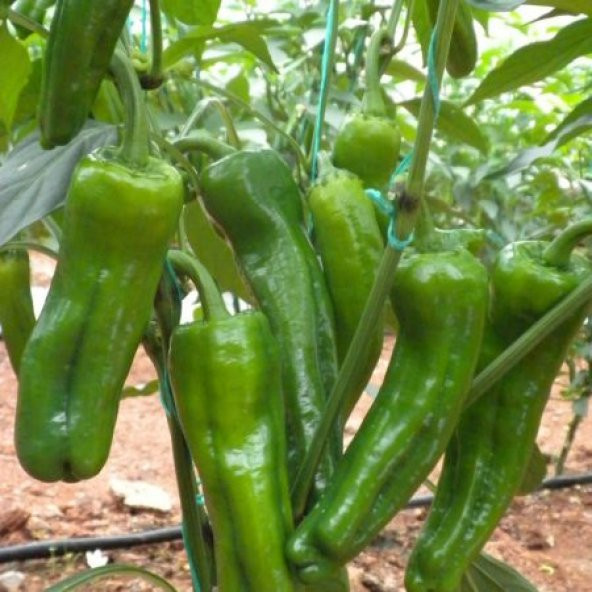 Meşhur Mazamort Biber Tohumu Ekim Seti 20 Tohum + Saksı+Toprak - Resim 3