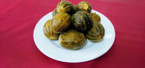 Turşuluk Kelek Tohumu Ekim Seti 10 Tohum +Saksı+Toprak+Süpriz - 3