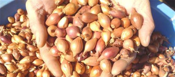 40 Adet Kıska Soğan Kıskası Tohum + Süpriz Hediye Tohum - 3