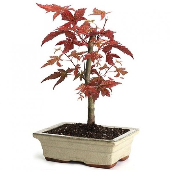 Bodur Japon Acer Platum Bonzai Ağacı Ekim Seti +Saksı+Toprak+Tohu - 3