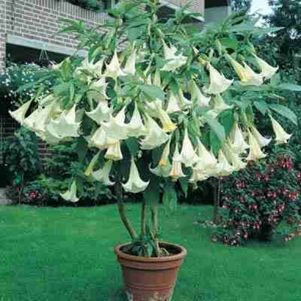 Beyaz Angel Trumpet Ekim Seti 3 Tohum + Saksı + Toprak - 2