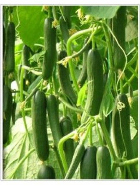 İtalyan Sırık Salatalık Tohumu 5 Tohum + Süpriz Hediye Tohum