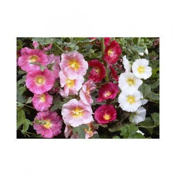 Karışık Gülhatmi Çiçeği Tohumu Hatmi Çiçeği Tohumu 10 Tohum