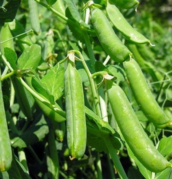 Bezelye Tohumu Ekim Seti 15 Tohum + Saksı + Toprak + Süpriz Hediy - Resim 3