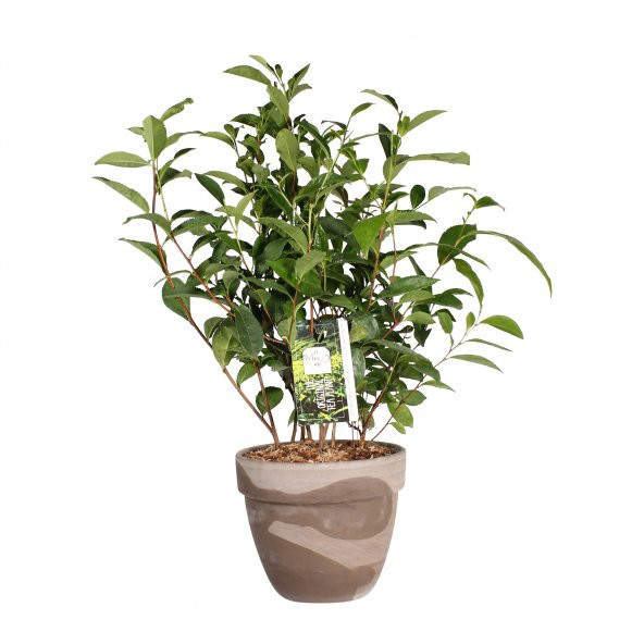 İthal Japon Yeşil Çay Tohumu 3 Tohum + Süpriz Hediye