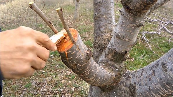 250 GR 1. Kalite Aşı Macunu Aşılama Budama Macun + Süpriz Hediye - 2