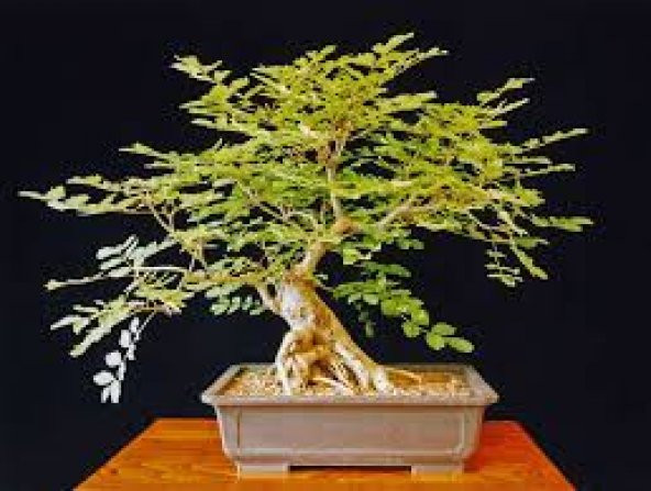Bodur Dişbudak Bonzai Ağacı Tohumu 5 Tohum +Süpriz Bonsai Tohumu - 2