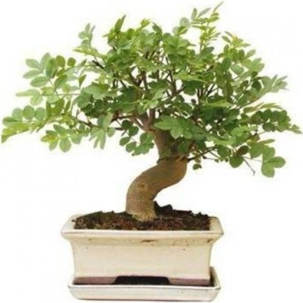 Bodur Dişbudak Bonzai Ağacı Tohumu Ekim Seti 5 Tohum +Saksı+Topra - 2