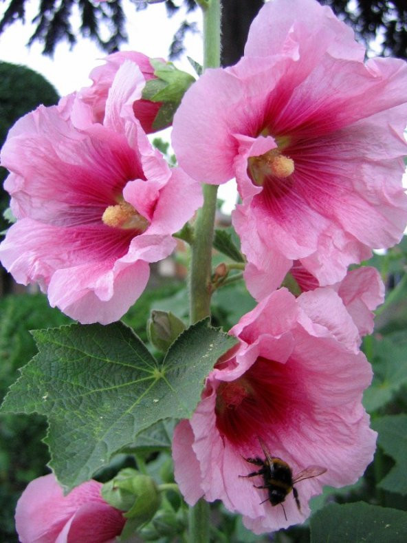 Karışık Gülhatmi Çiçeği Tohumu Hatmi Çiçeği Tohumu 10 Tohum - 3