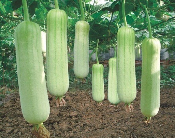 Lif Kabağı Tohumu Ekim Seti 3 Tohum Kabak Tohumu +Saksı+Toprak - 3