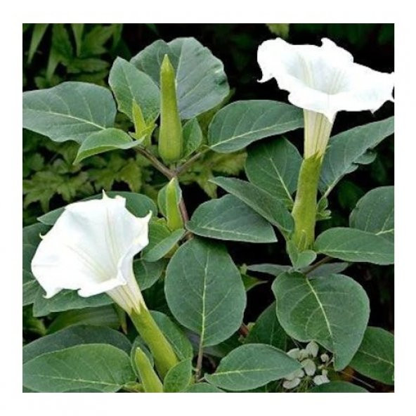 Gece Güzeli Çiçeği Tohumu Ekim Seti 5 Tohum + Saksı + Toprak +Hed - 2