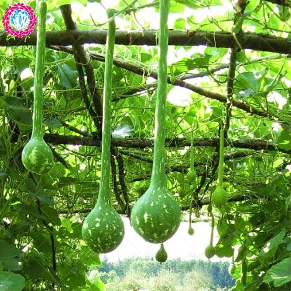 Nadir Uzun Su Kabağı Tohumu Ekim Seti 3 Tohum + Saksı+Toprak+Süpr - 2