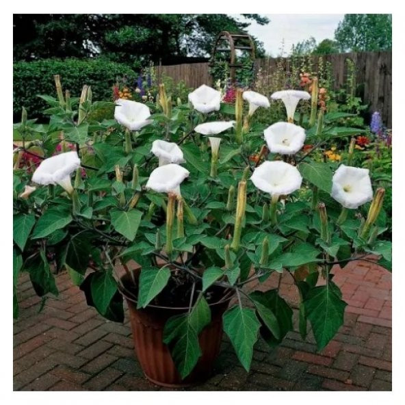 Gece Güzeli Çiçeği Tohumu Ekim Seti 5 Tohum + Saksı + Toprak +Hed - 3