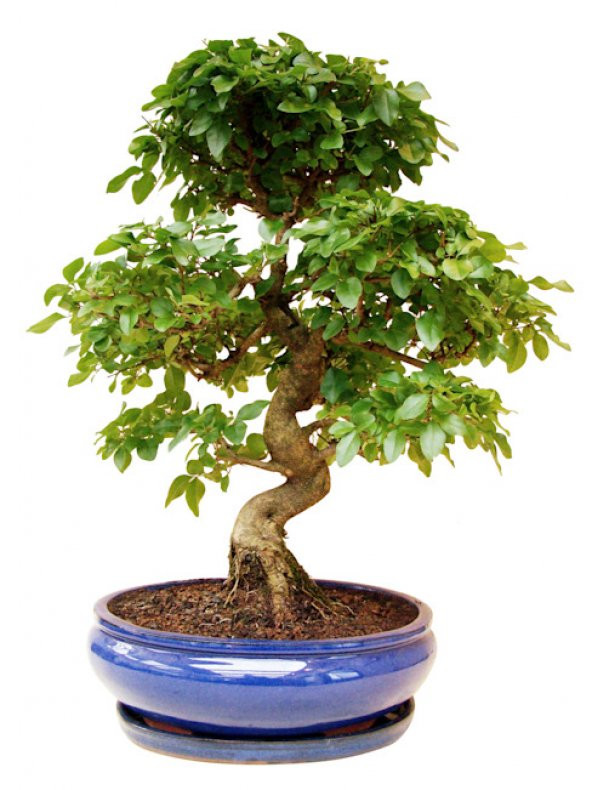 Bodur Dişbudak Bonzai Ağacı Tohumu 5 Tohum +Süpriz Bonsai Tohumu - 3
