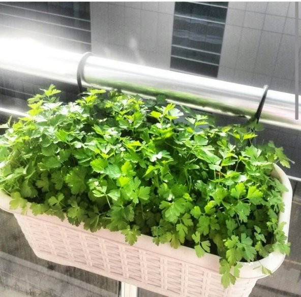 İTALYAN GENİŞ YAPRAK MAYDANOZ TOHUMU MAYDONOZ 250+ TOHUM - 2