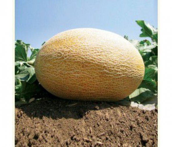 Ananas Kavun Tohumu 15 Tohum + Süpriz Hediye Tohum - 4